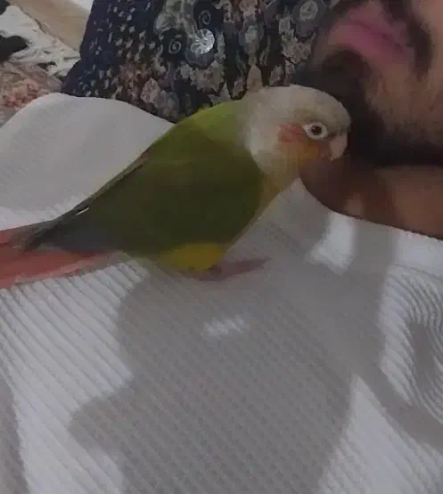 طوطی گمشده|حیوانات|نورآباد, |دیوار