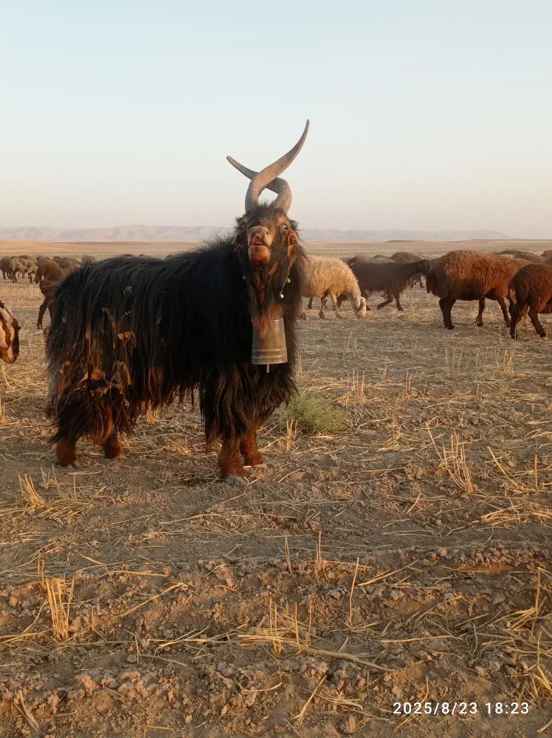 نر بز دوبور جلورو تخم دار|حیوانات مزرعه|فامنین, |دیوار