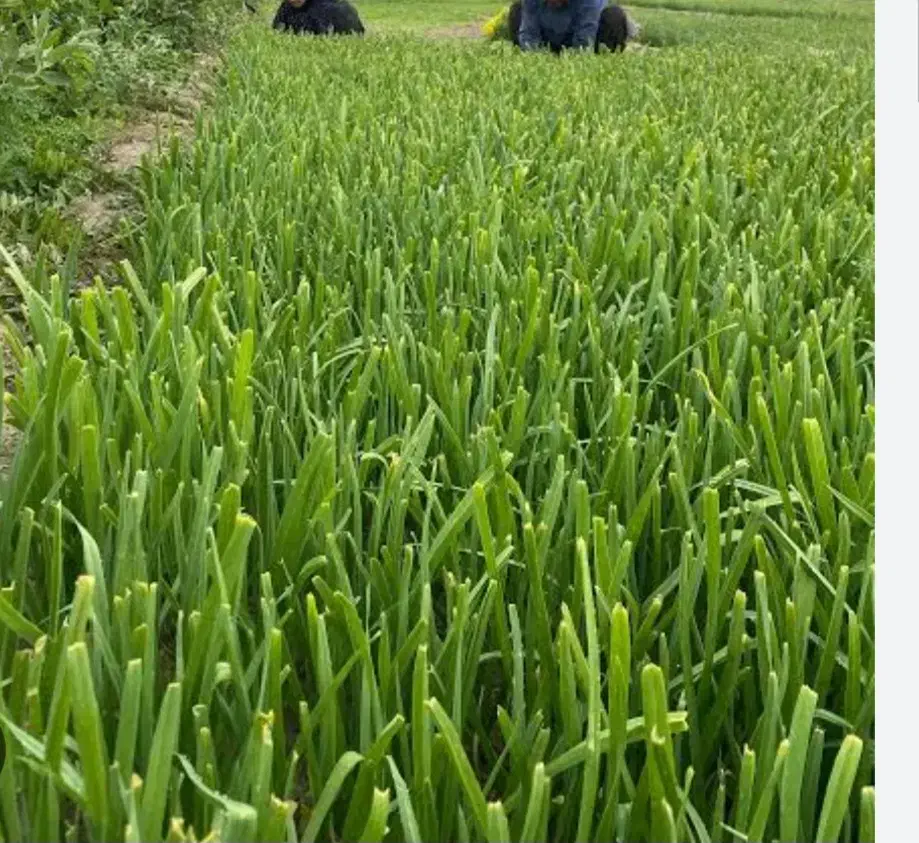 تره سبزی|خوردنی و آشامیدنی|نیمروز, |دیوار