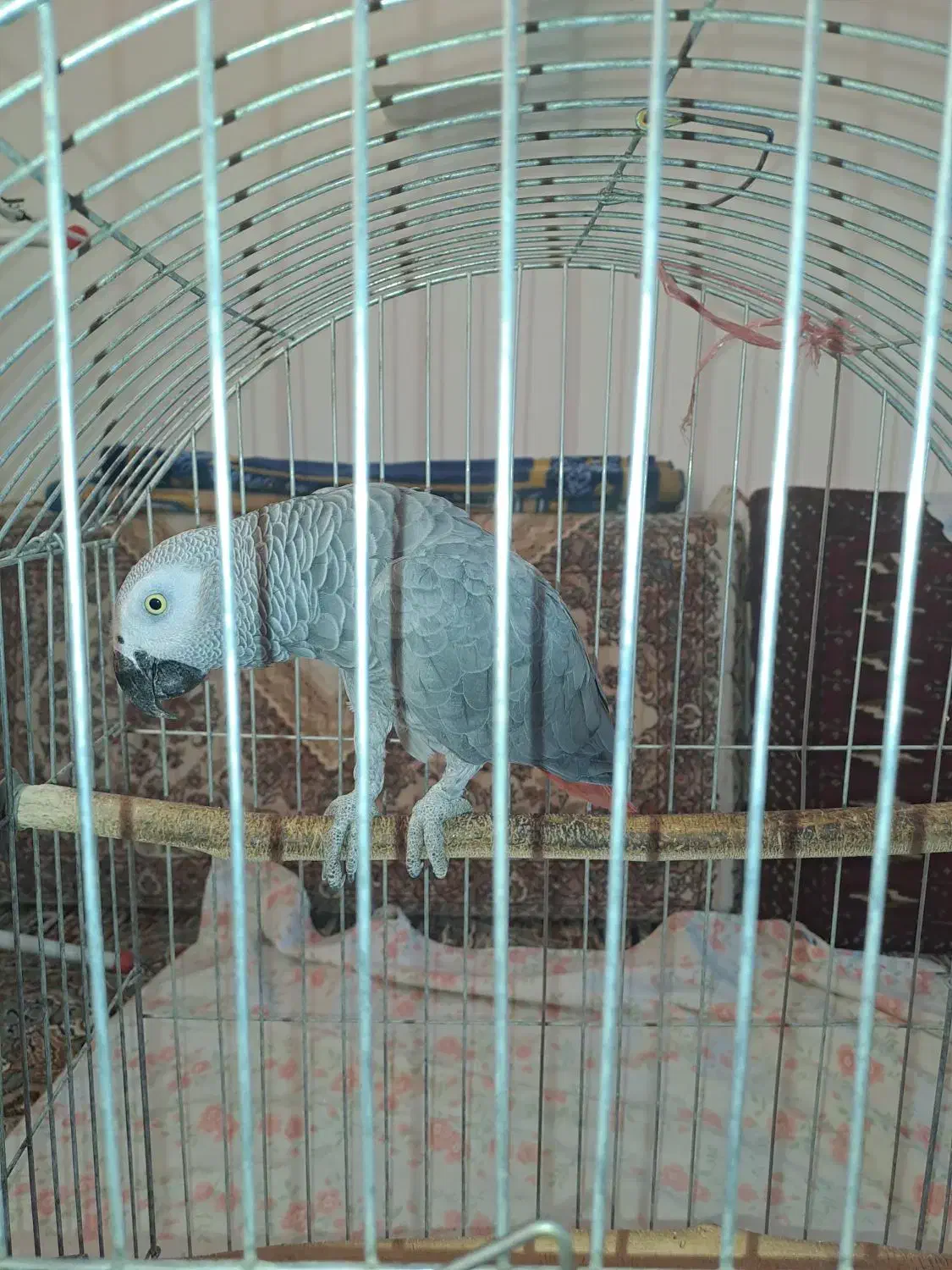 کاسکو نر سخنگو|پرنده|سنندج, |دیوار