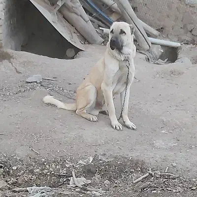 سگ کنگال|سگ|قروه, |دیوار