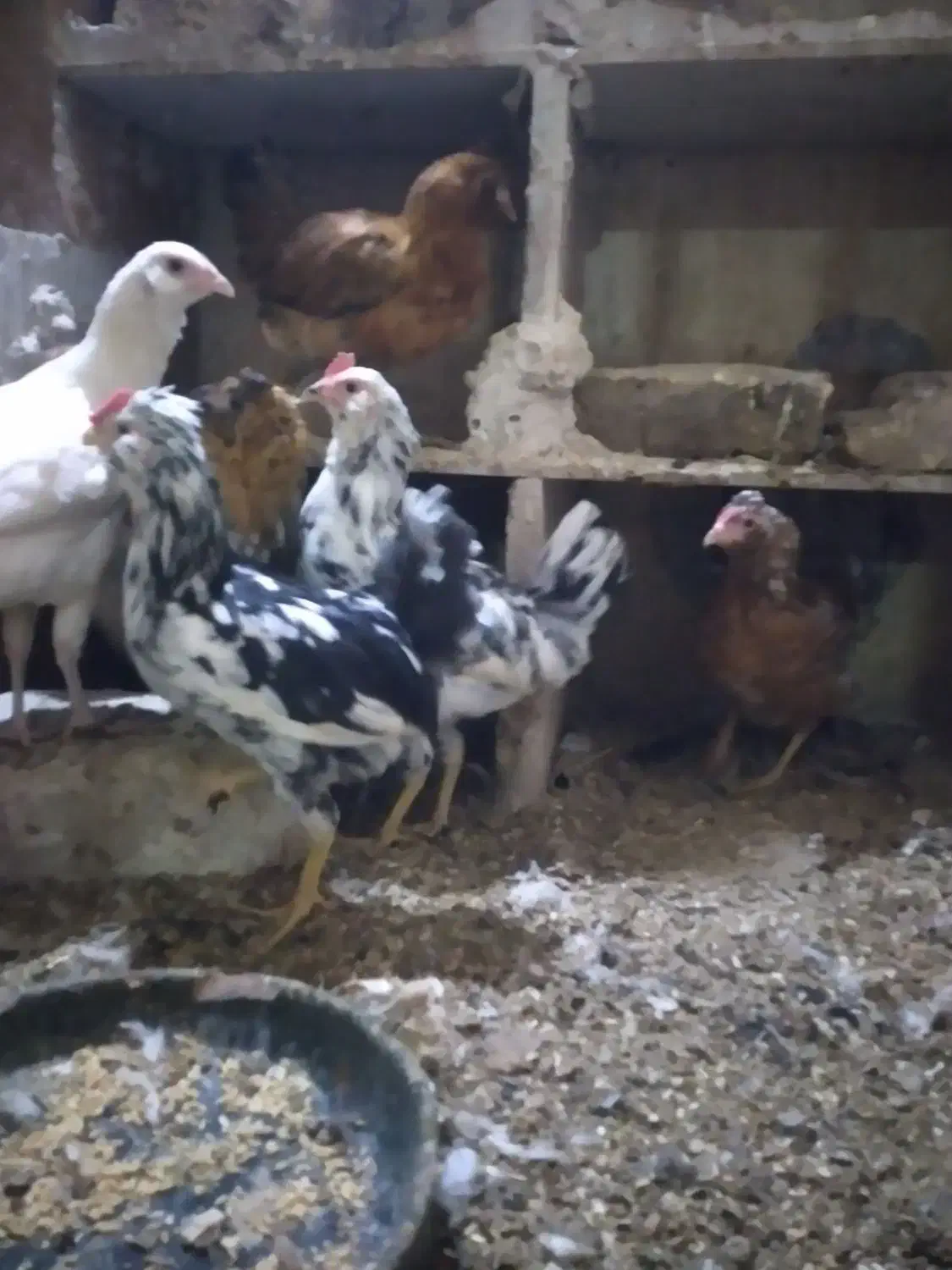 جوجه مرغ گلین کوچ شو قوب دار ریشو|حیوانات مزرعه|قم, نوبهار|دیوار