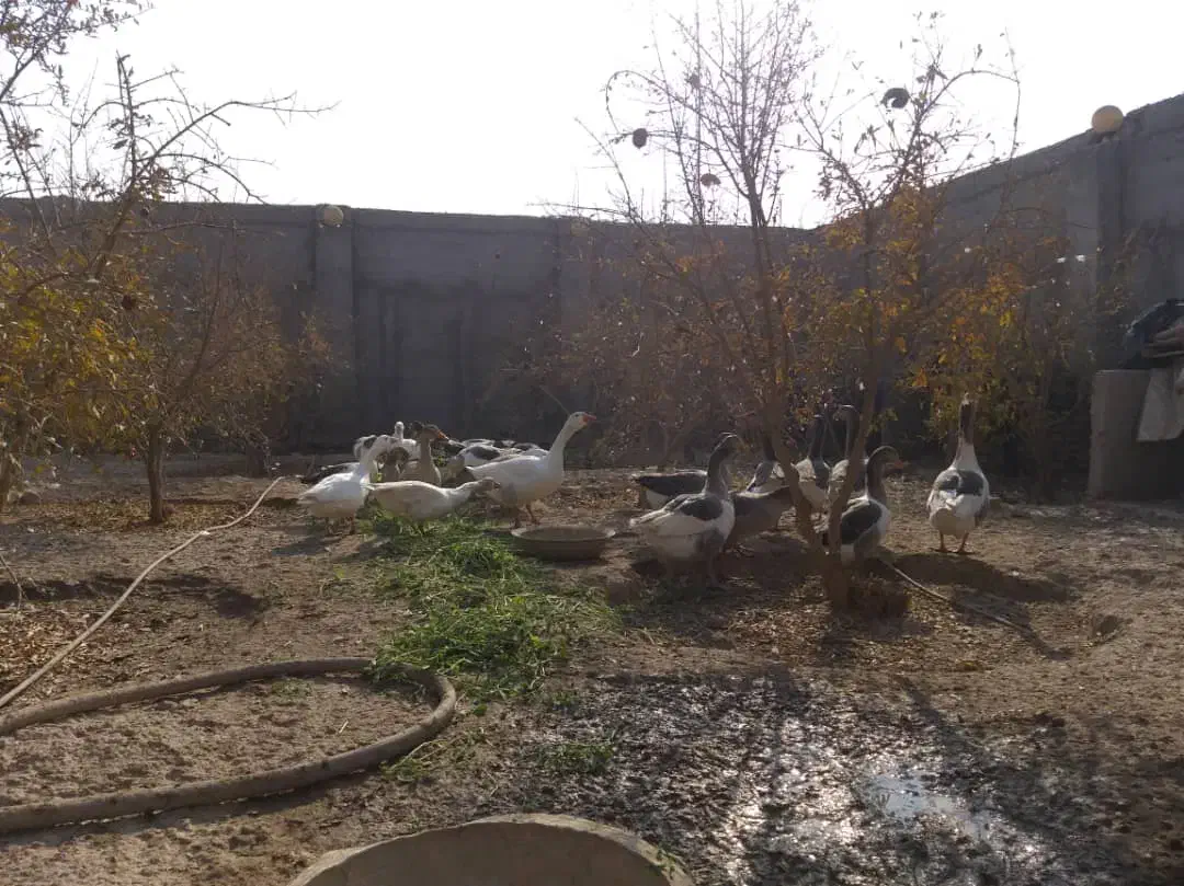 غاز|حیوانات مزرعه|ورامین, ورامین|دیوار