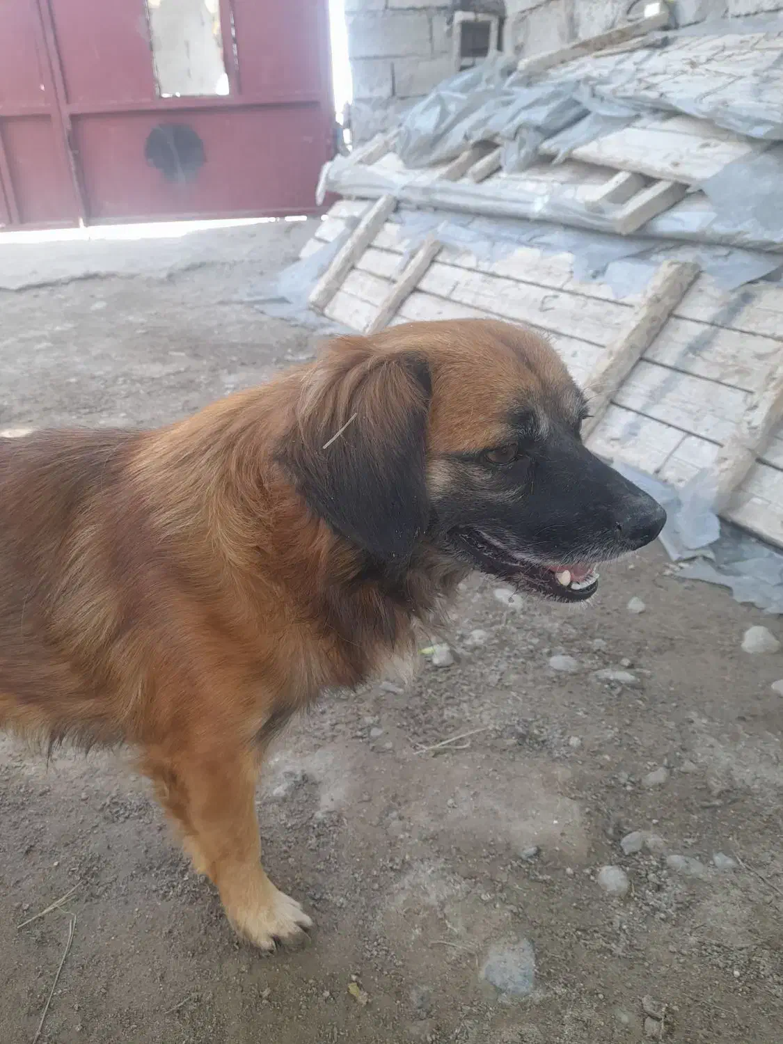 فروش سگ|سگ|جیرفت, |دیوار