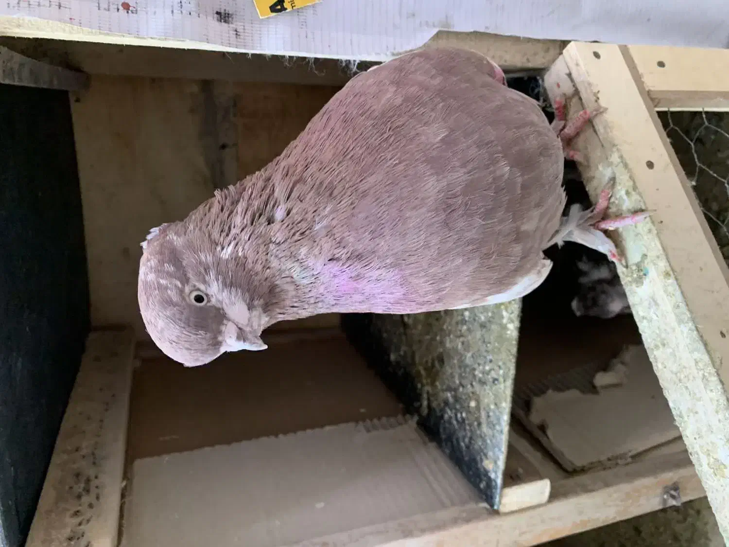 کفترپرشی ونقش|پرنده|رباط‌کریم, کیکاور|دیوار