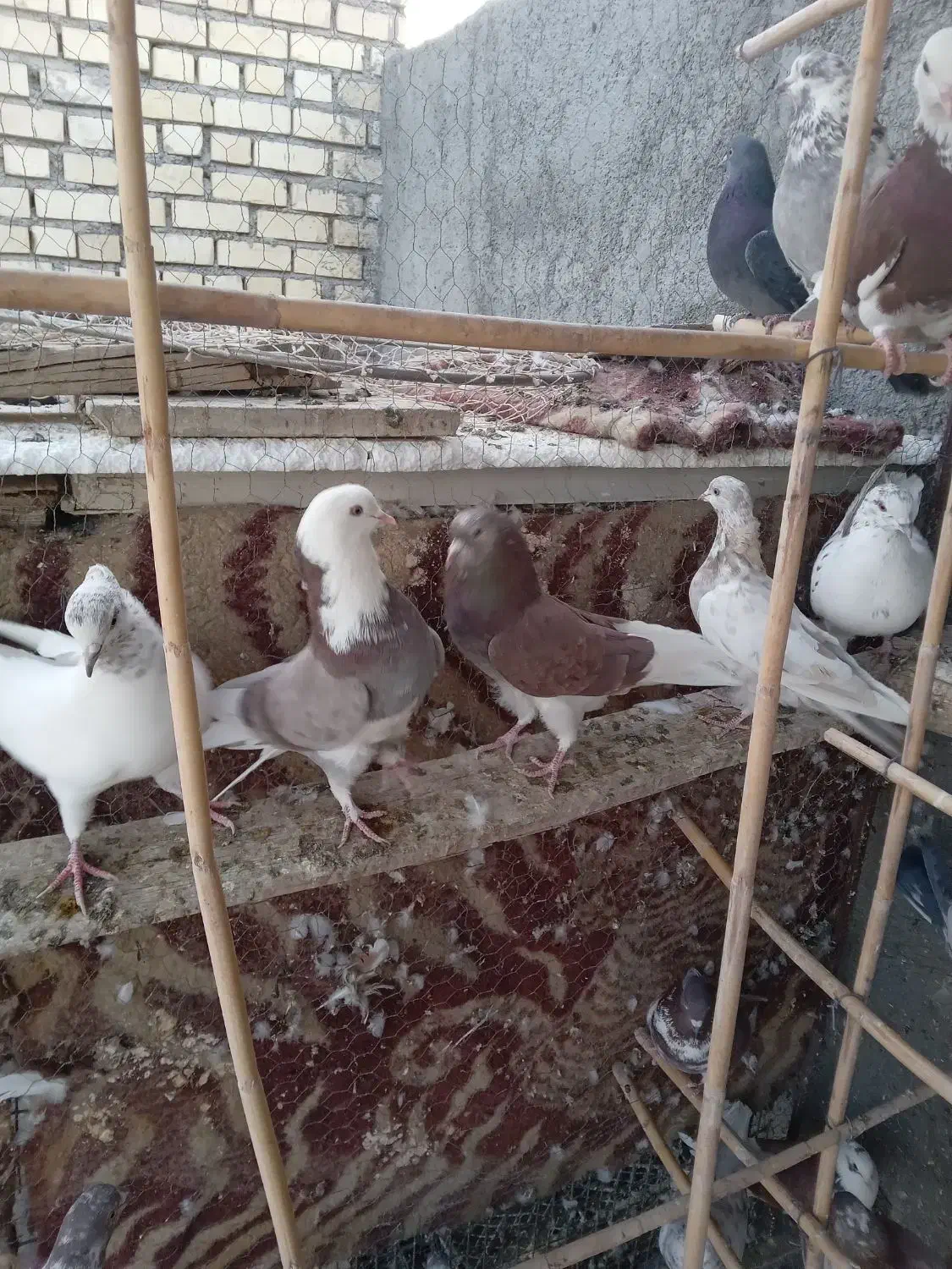 کبوتر پرشی وخوش رنگ|پرنده|نائین, |دیوار