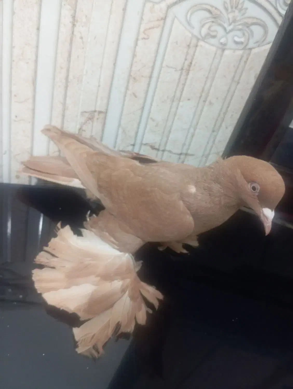 کبوتر|پرنده|بناب, |دیوار