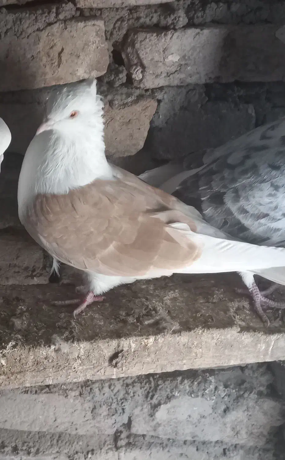 کبوتر|پرنده|سرعین, |دیوار