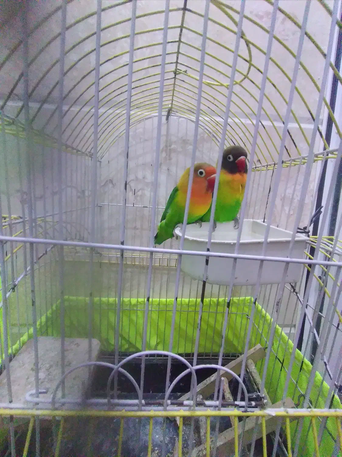 طوطی بریزیلی|پرنده|تهران, امام زاده عبدالله|دیوار