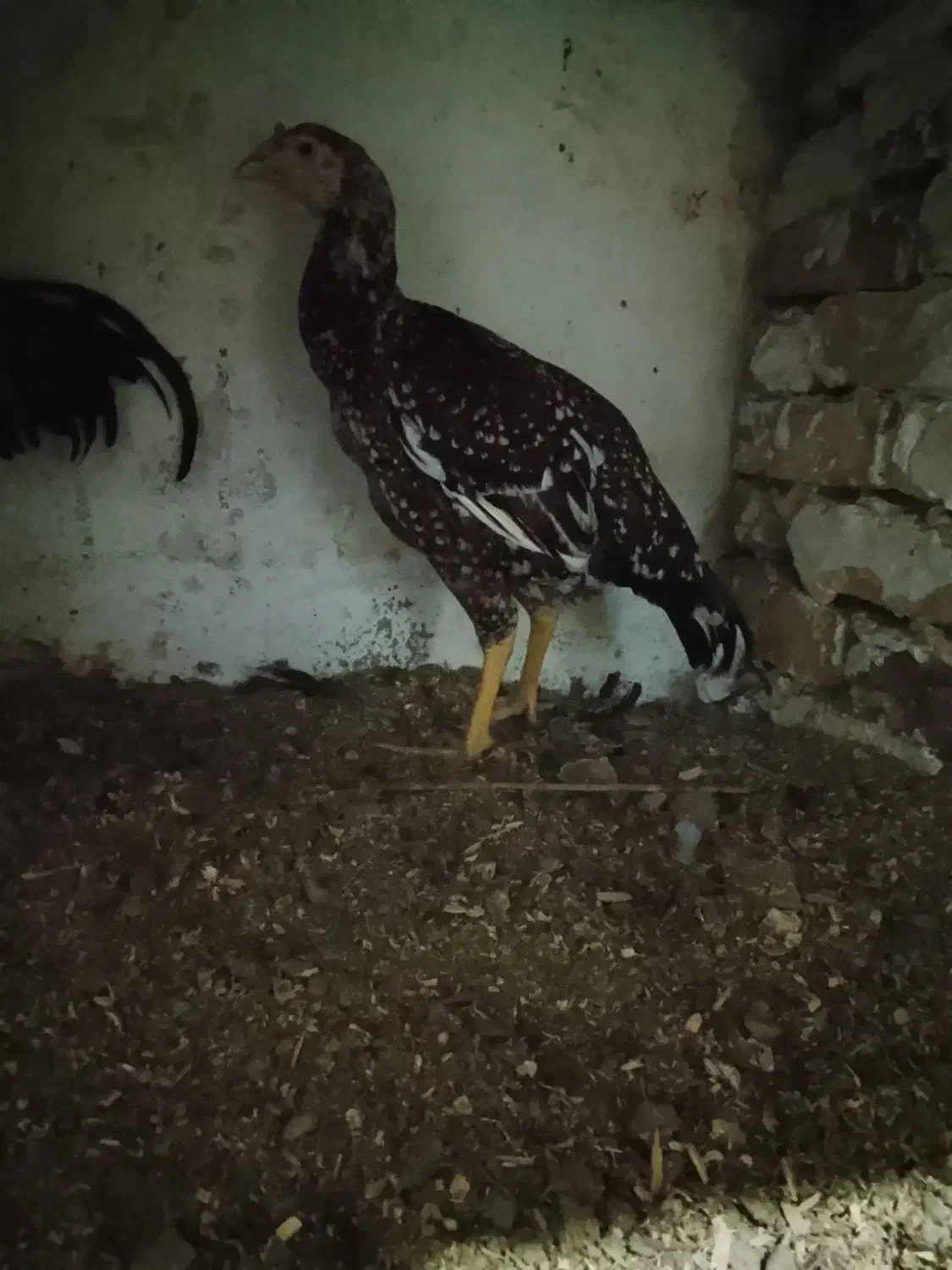 چهار ماکیان با ی جوجه خروس|حیوانات مزرعه|سراوان, |دیوار