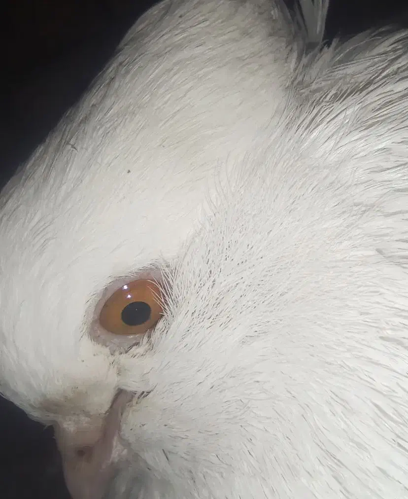 کبوتر نر سفید چشم پرتقالی|پرنده|جیرفت, |دیوار