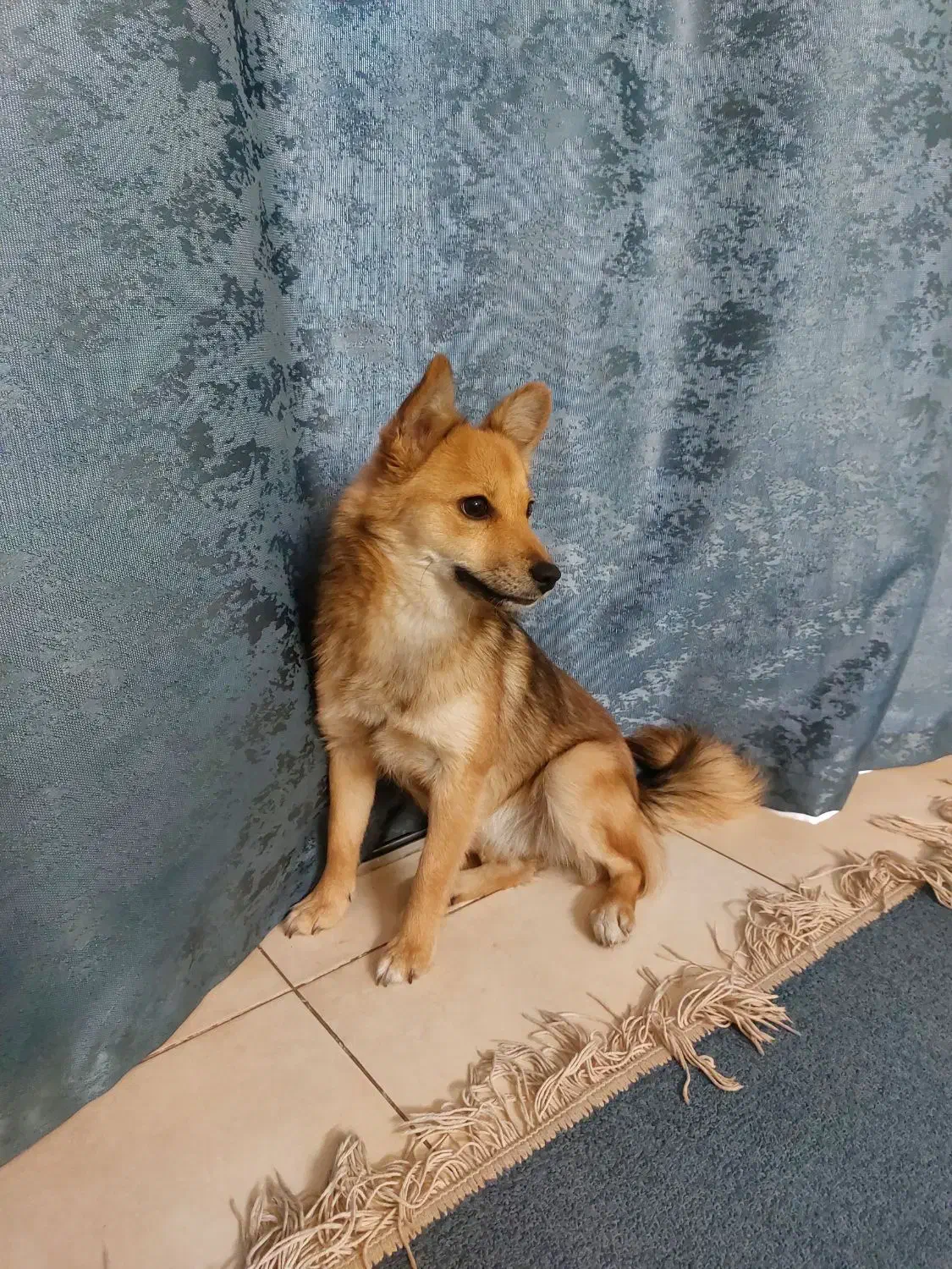 سگ پامر|سگ|تهران, میرداماد|دیوار