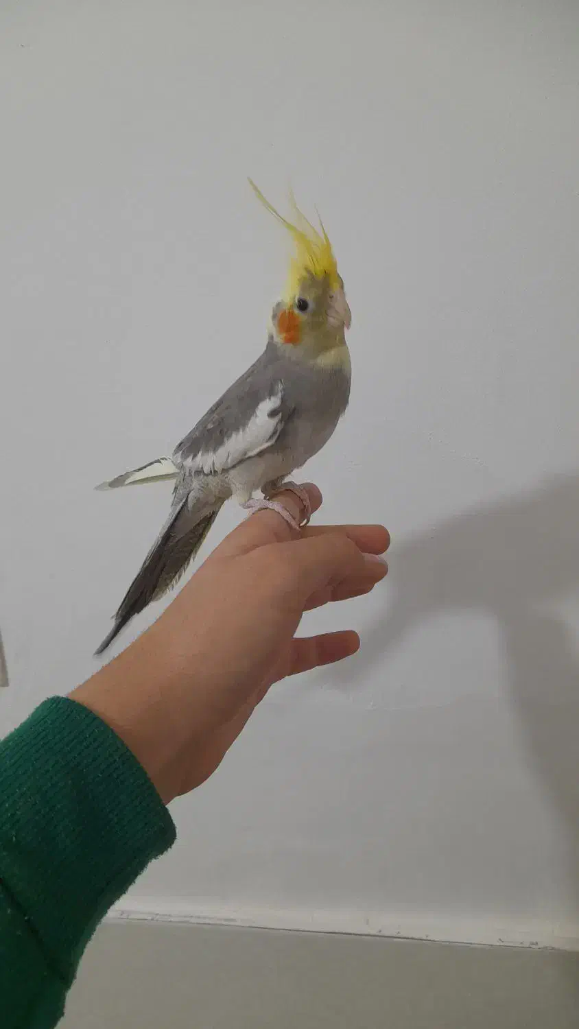 عروس جوانه دستی|پرنده|آزادشهر, |دیوار