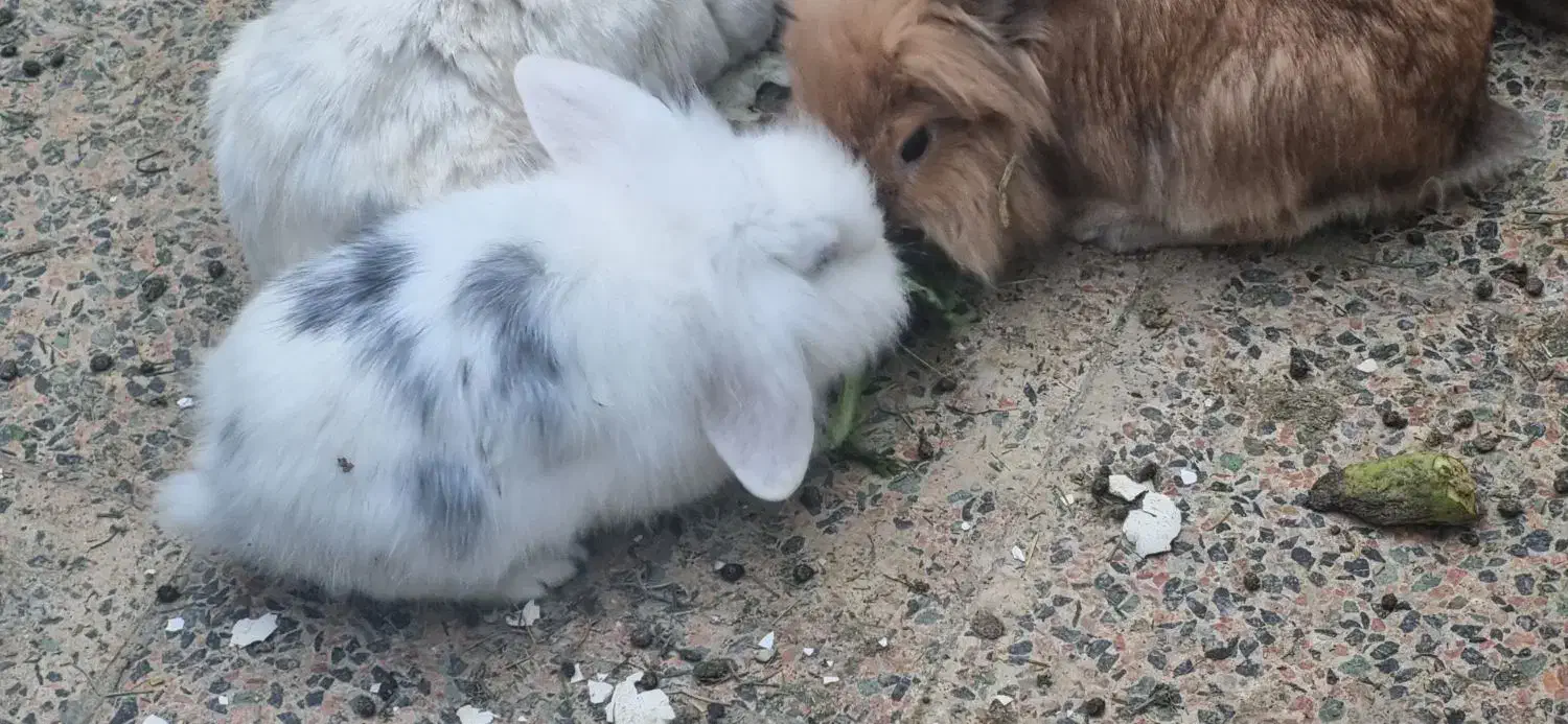 خرگوش لوپ|موش و خرگوش|قروه, |دیوار