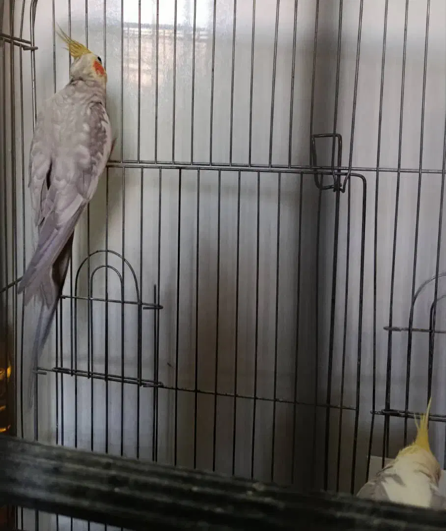 عروس هلندی نر کشیده بالغ|پرنده|فردیس, فردیس|دیوار