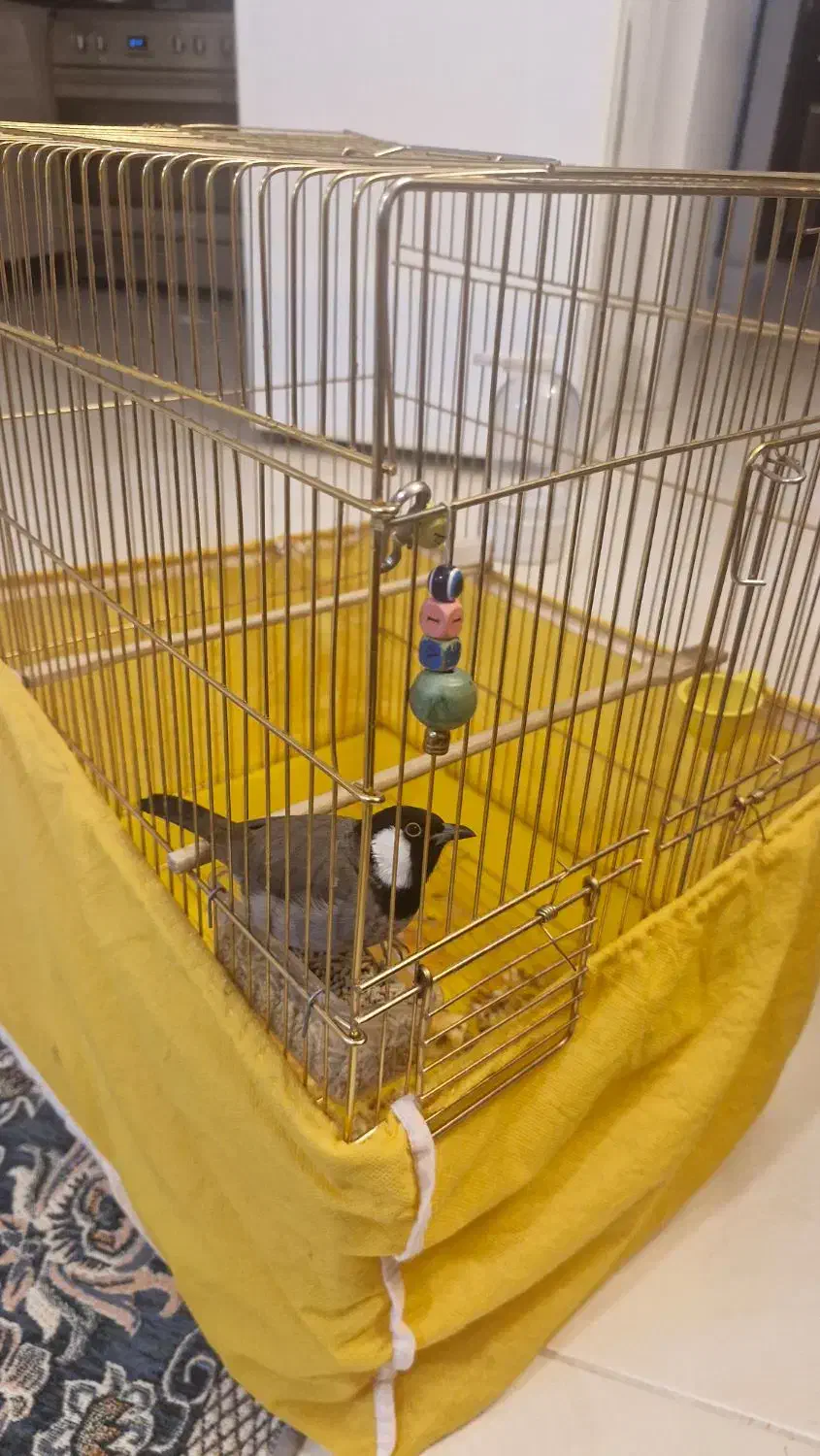 نیم دستی|پرنده|شاهین‌شهر, مسکن مهر|دیوار