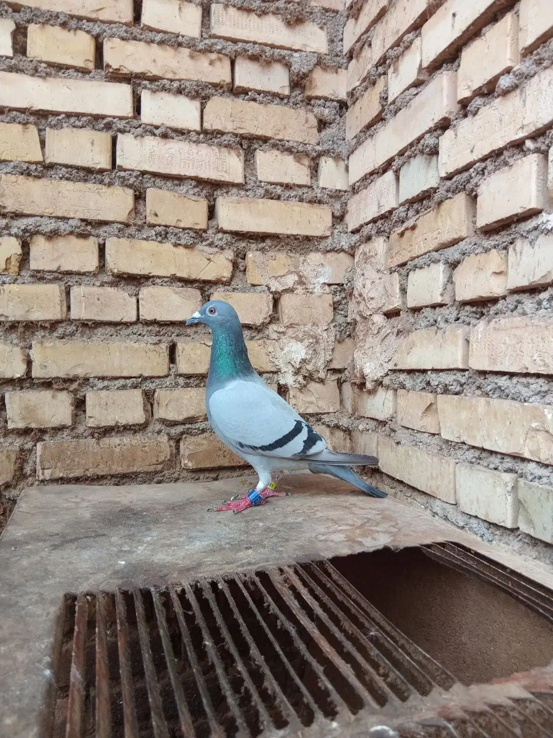 کویت|پرنده|آبادان, |دیوار