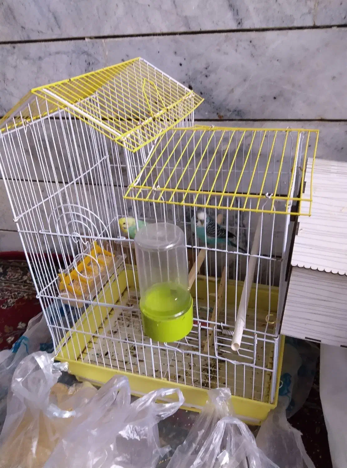 مرغ عشق|پرنده|بیرجند, |دیوار