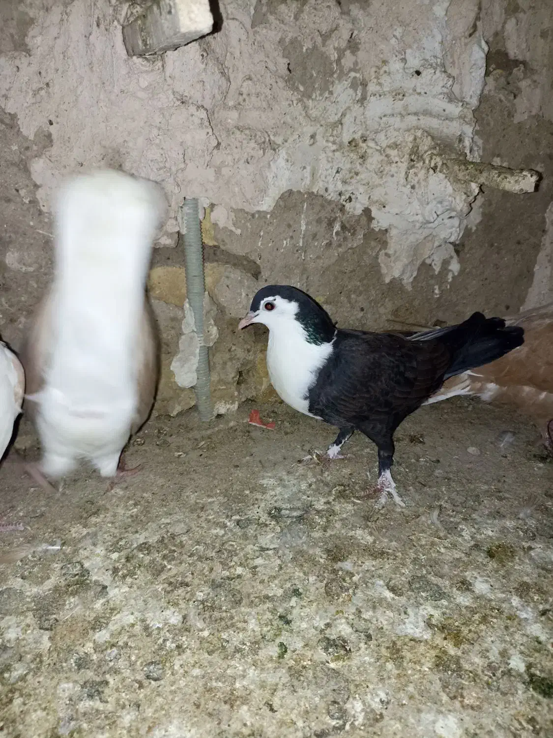 ۴تاکفترجوجه چپ کلاغ چپ ساده|پرنده|مشهد, شهید قربانی|دیوار