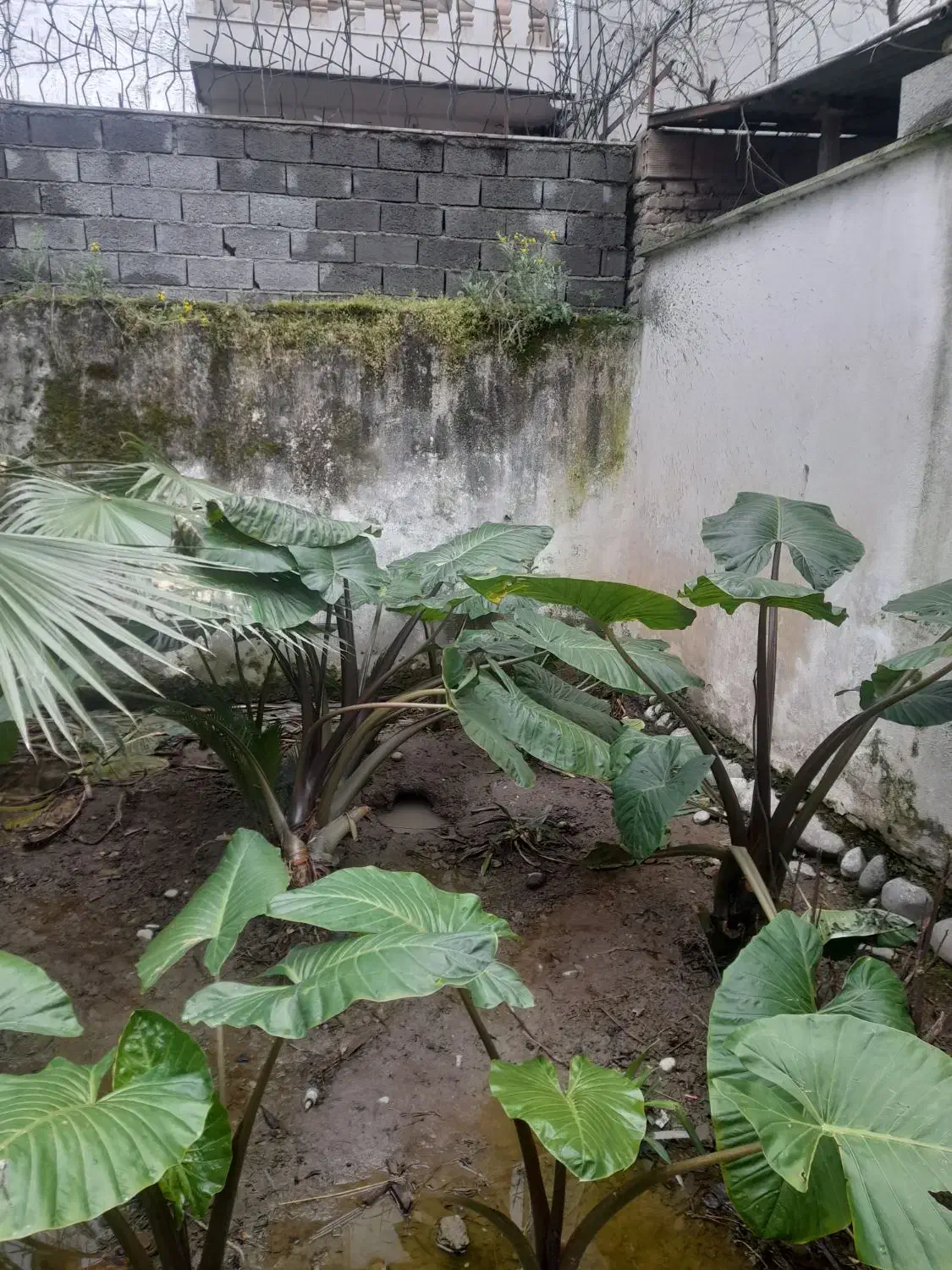 گل بابا آدم یک ساله|گل و گیاه طبیعی|آمل, |دیوار