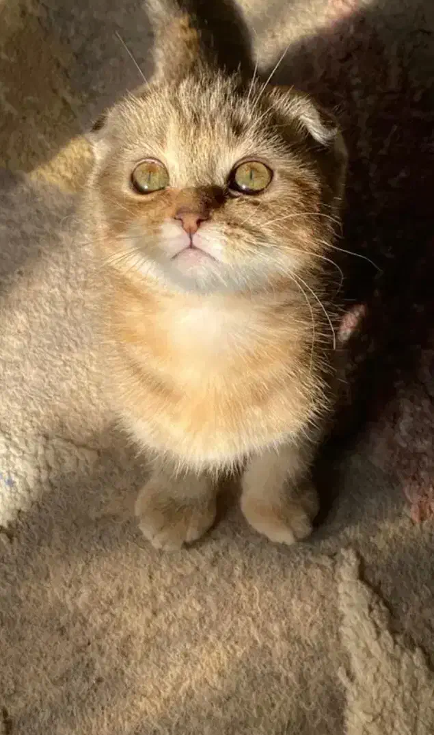 گربه اسکاتیش بریتیش|گربه|لاهیجان, شیخ زاهد|دیوار