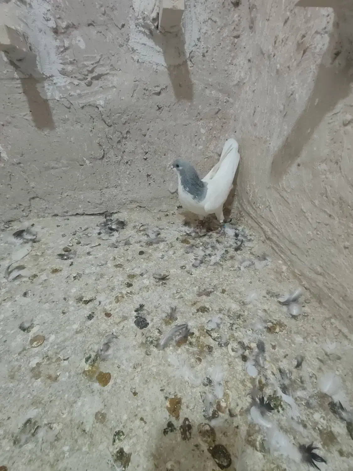 کبوتر شهری|پرنده|شیراز, جمال آباد|دیوار