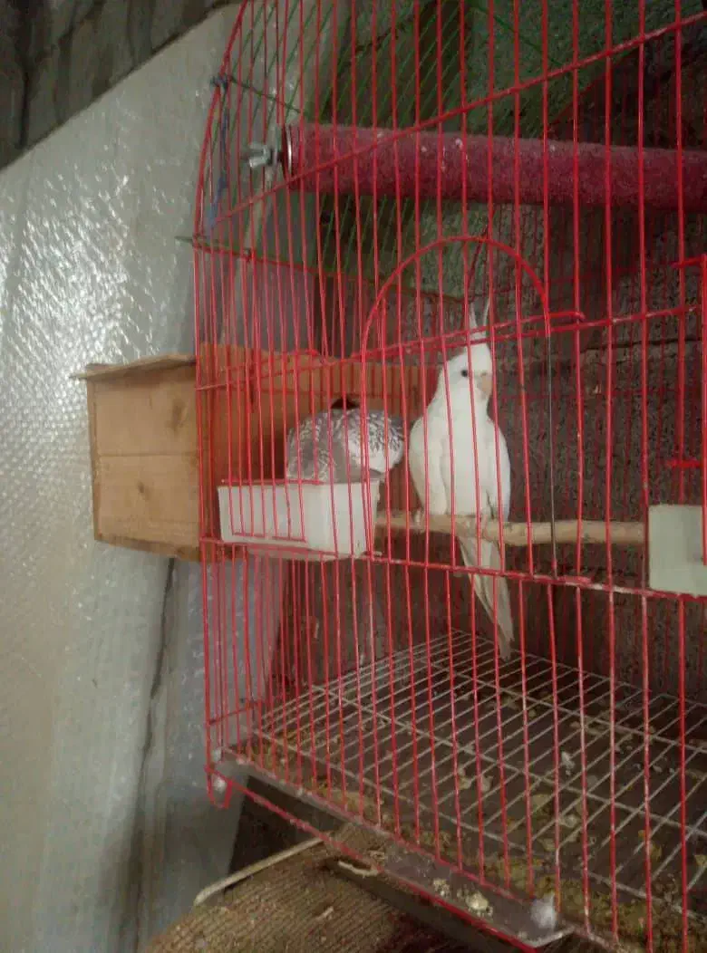 جفت مولد عروس هلندی|پرنده|خرم‌آباد (تنکابن), |دیوار