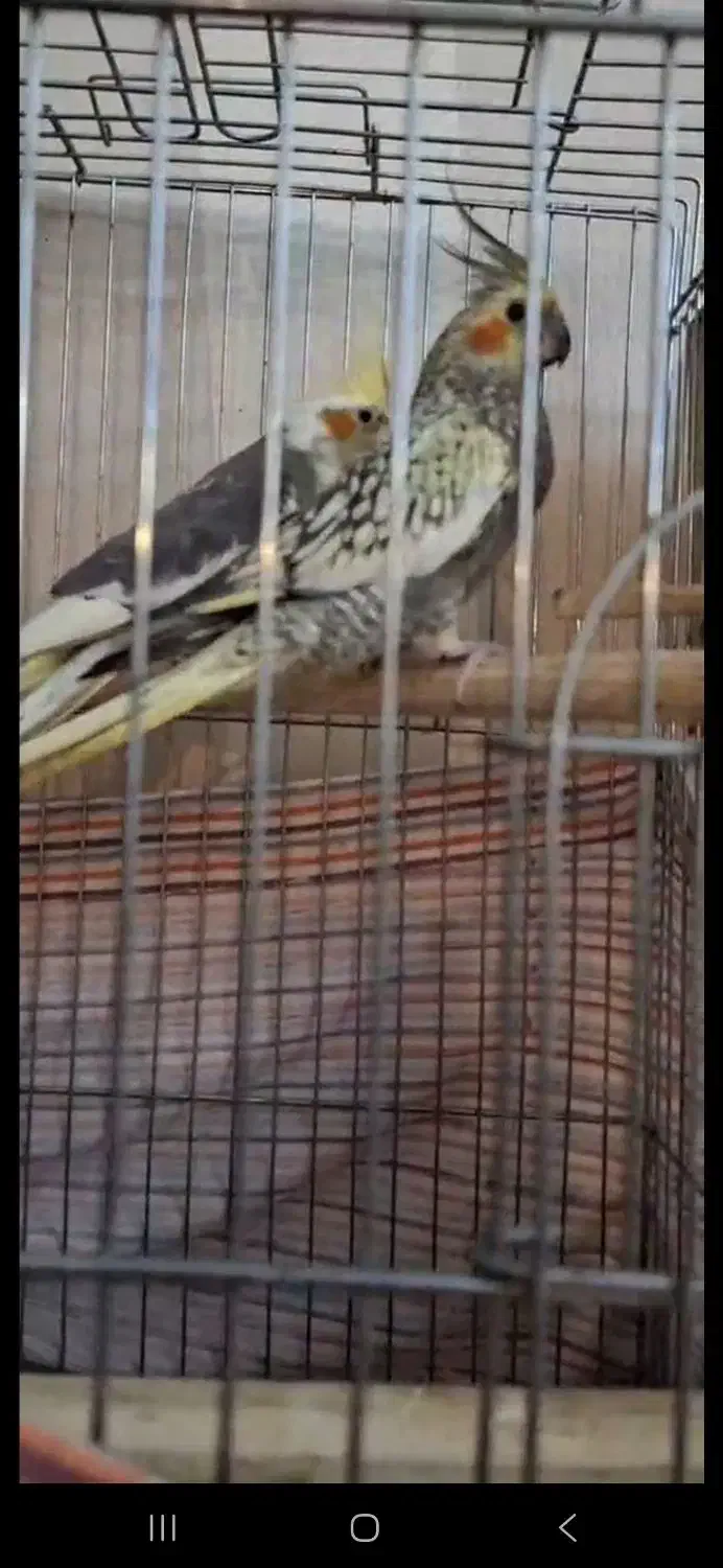 مولد جفت گیری کردن ۲ تا جوجه عروس هلندی|پرنده|تهران, جوادیه تهرانپارس|دیوار