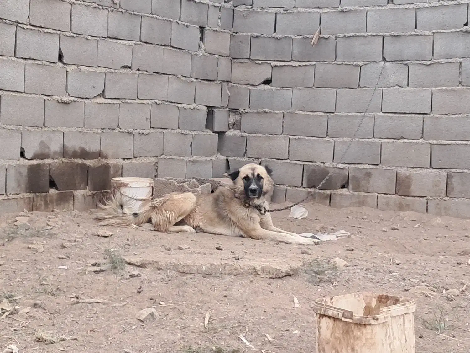 سگ نر قدرجونی نگهبان|سگ|اصفهان, نقش جهان|دیوار