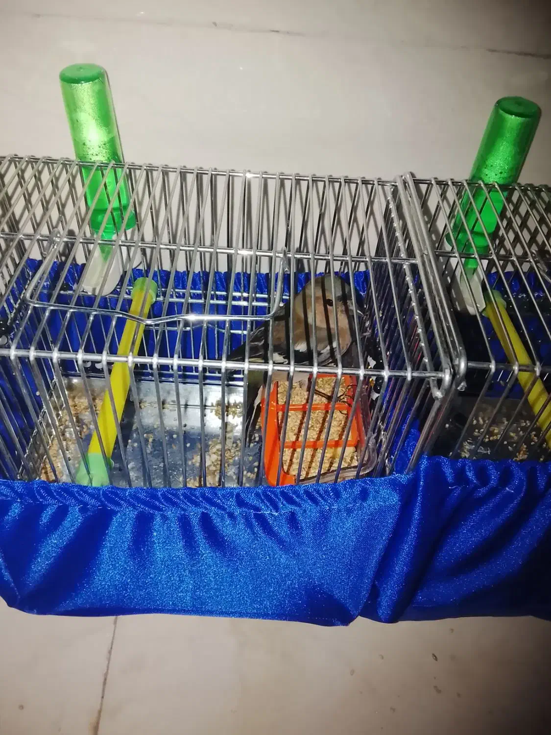 سهره|پرنده|تهران, ونک|دیوار