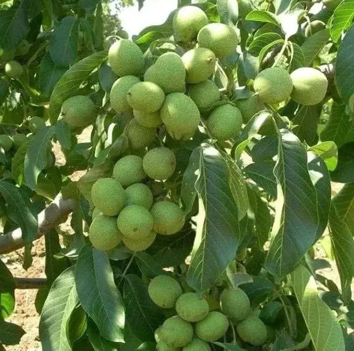 کشت بافت و اصلاح شده|خدمات باغبانی و درختکاری|سیرجان, |دیوار