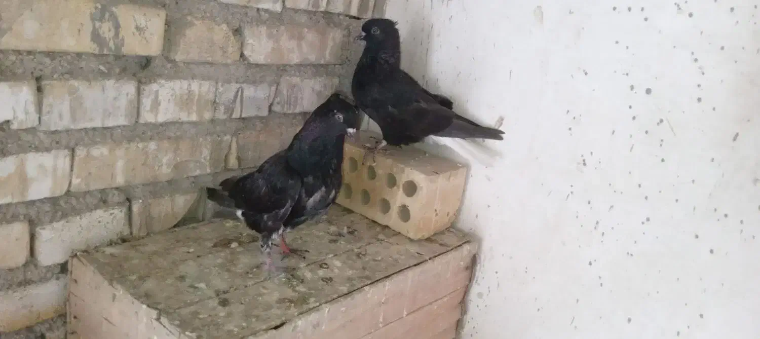 کبوتر پرنده|پرنده|حمیدیه, |دیوار