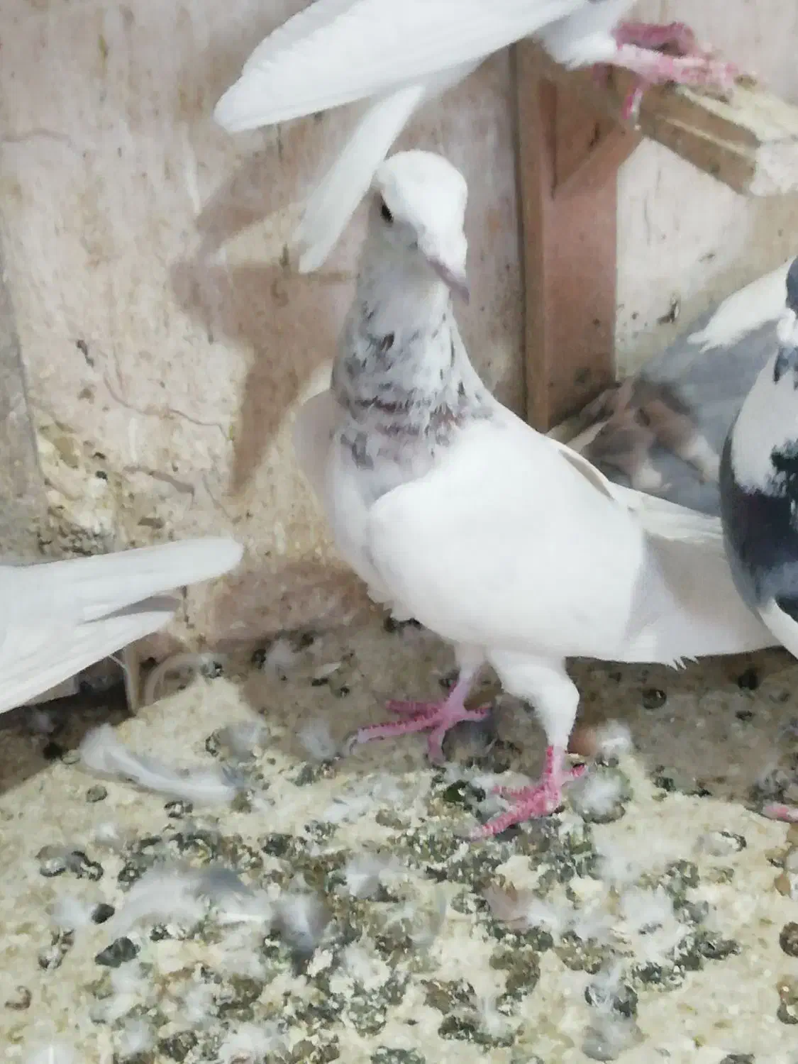 کبوتر دورگ پلاکی|پرنده|شیراز, کاراندیش|دیوار