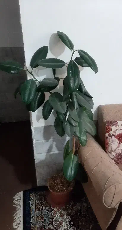 گل خوشکل سرحال|گل و گیاه طبیعی|کاشمر, |دیوار