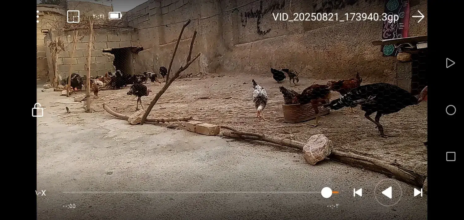 فروش بوقلمون|حیوانات مزرعه|کازرون, |دیوار