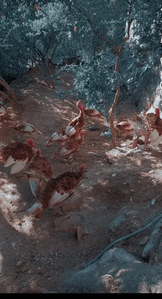 بوقلمون ۶ماهه|حیوانات مزرعه|اورامان, |دیوار