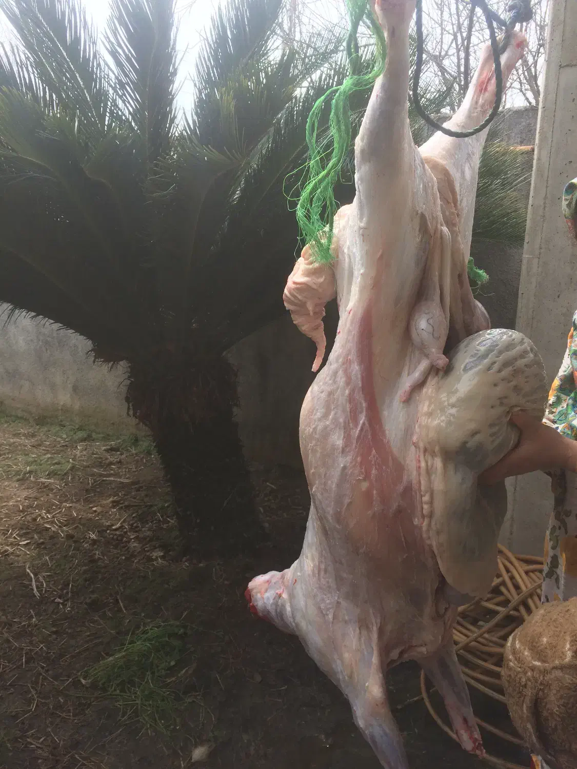 کشتار گوشت گوسفند بره نر زیر قیمت|خوردنی و آشامیدنی|بابل, |دیوار