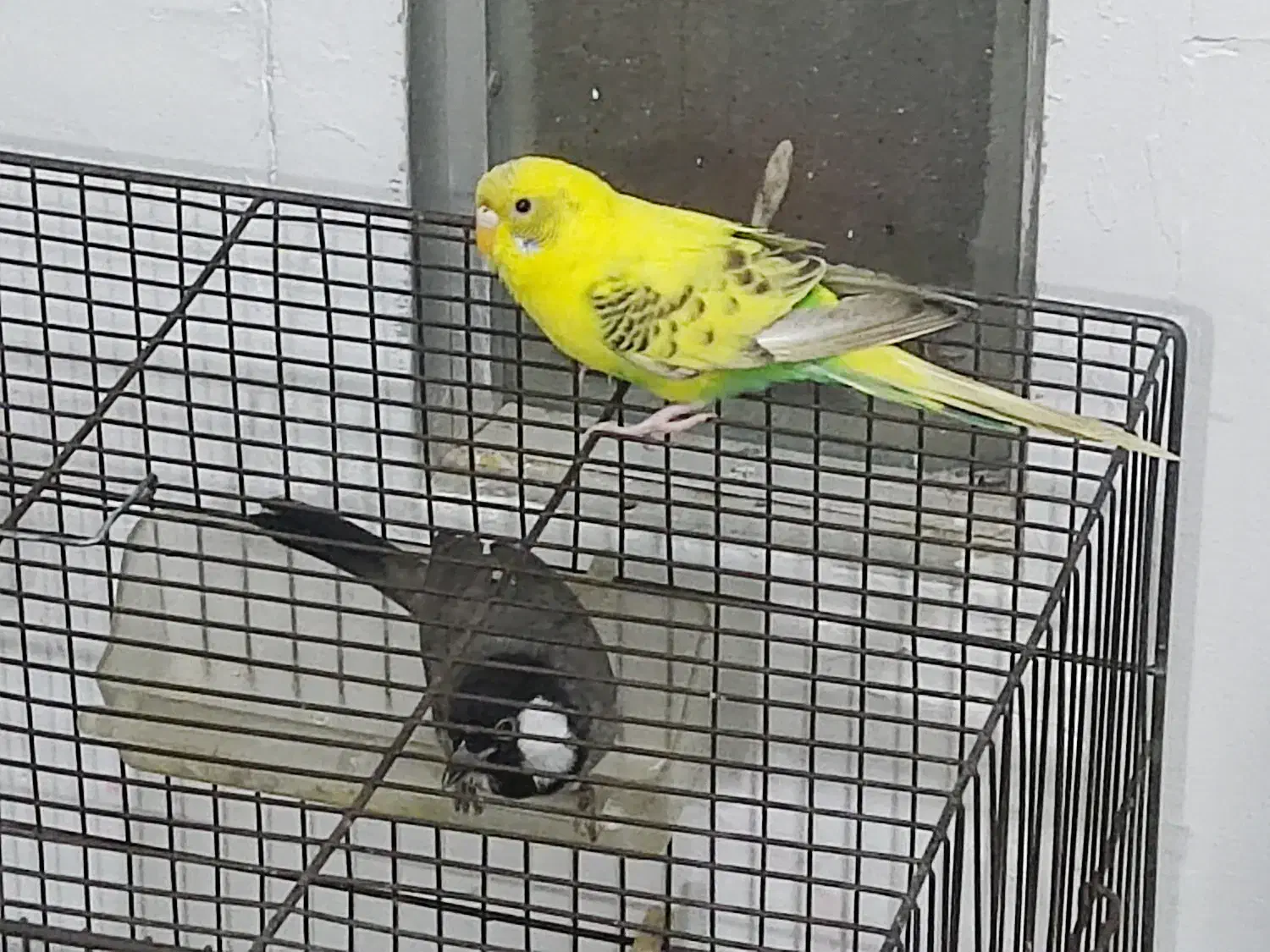 مرغ عشق با|پرنده|اندیمشک, |دیوار