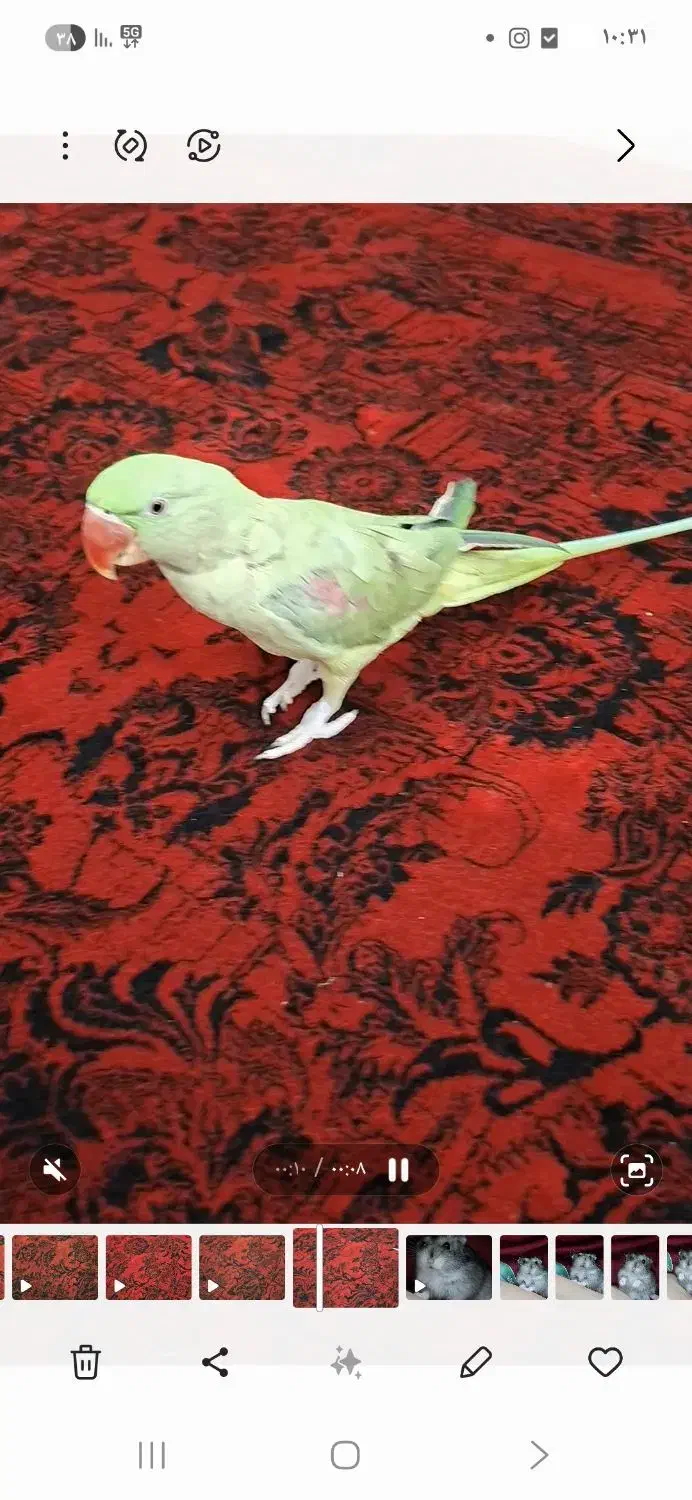 شاه طوطی هشت ماهه نر.|پرنده|فردیس, فردیس|دیوار