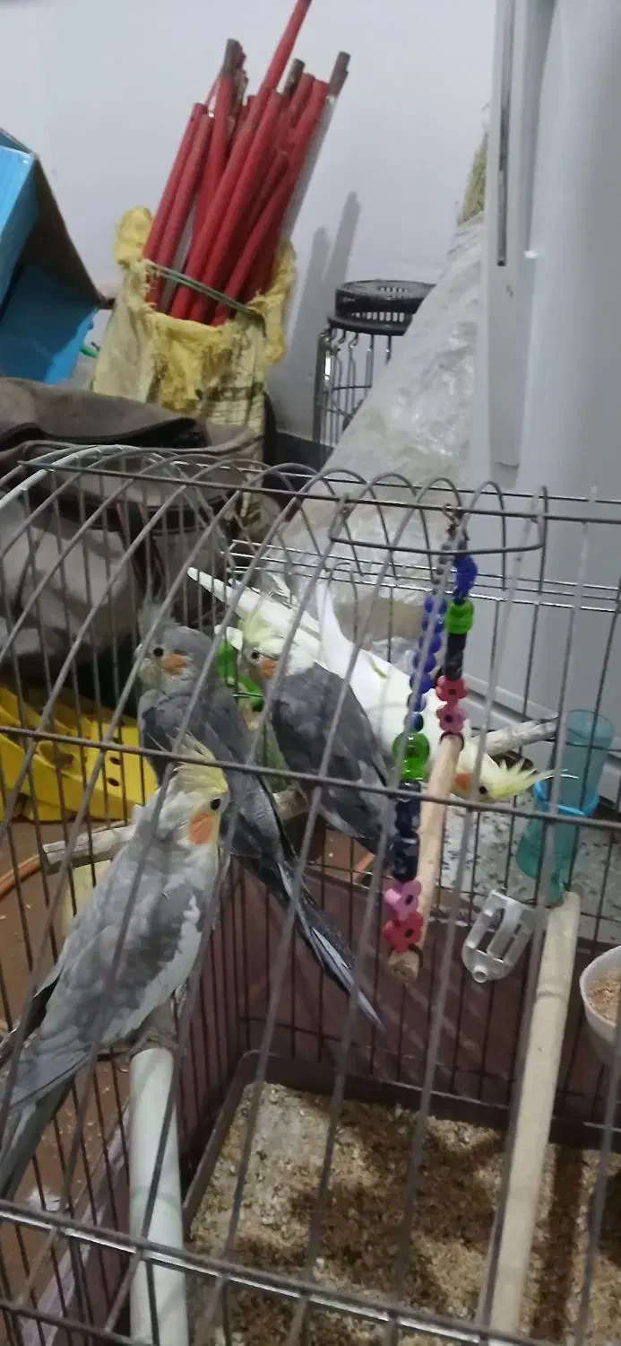 چهار عددعروس هلندی سالم|پرنده|هندمینی, |دیوار