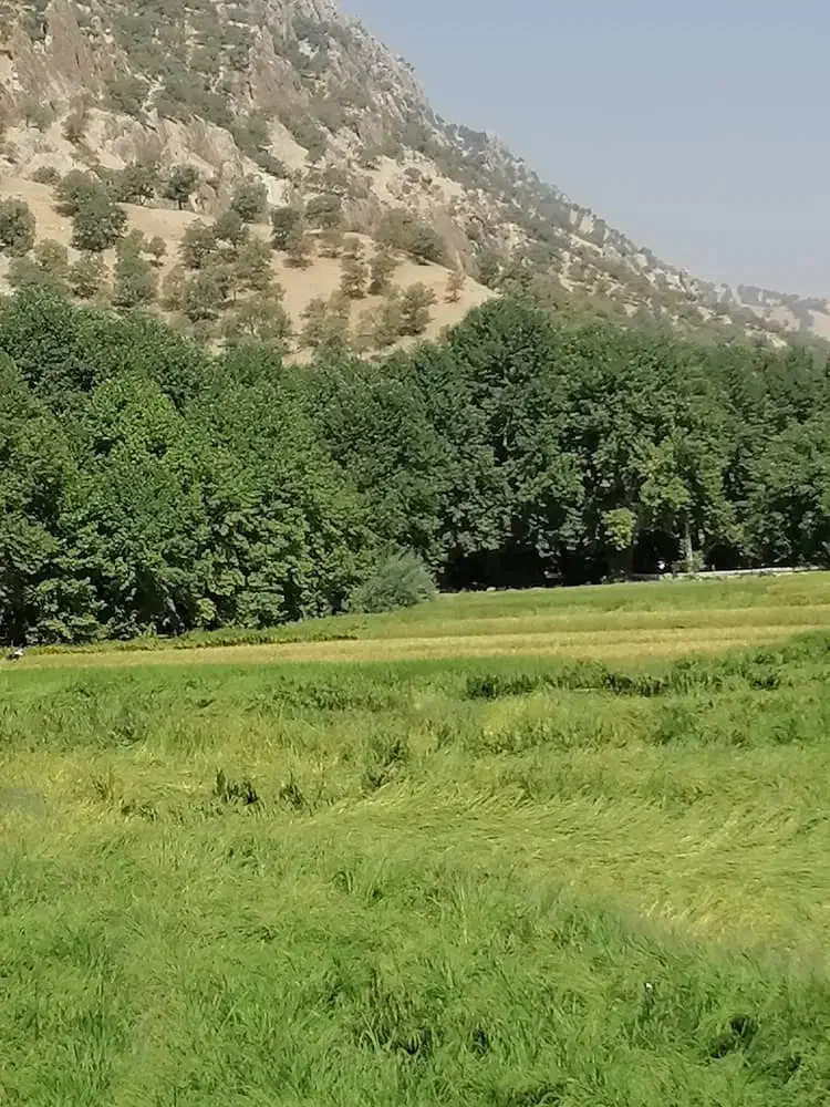 برگزاری ایونت و ورک شاپ|گردهمایی و همایش|سیاهکل, |دیوار