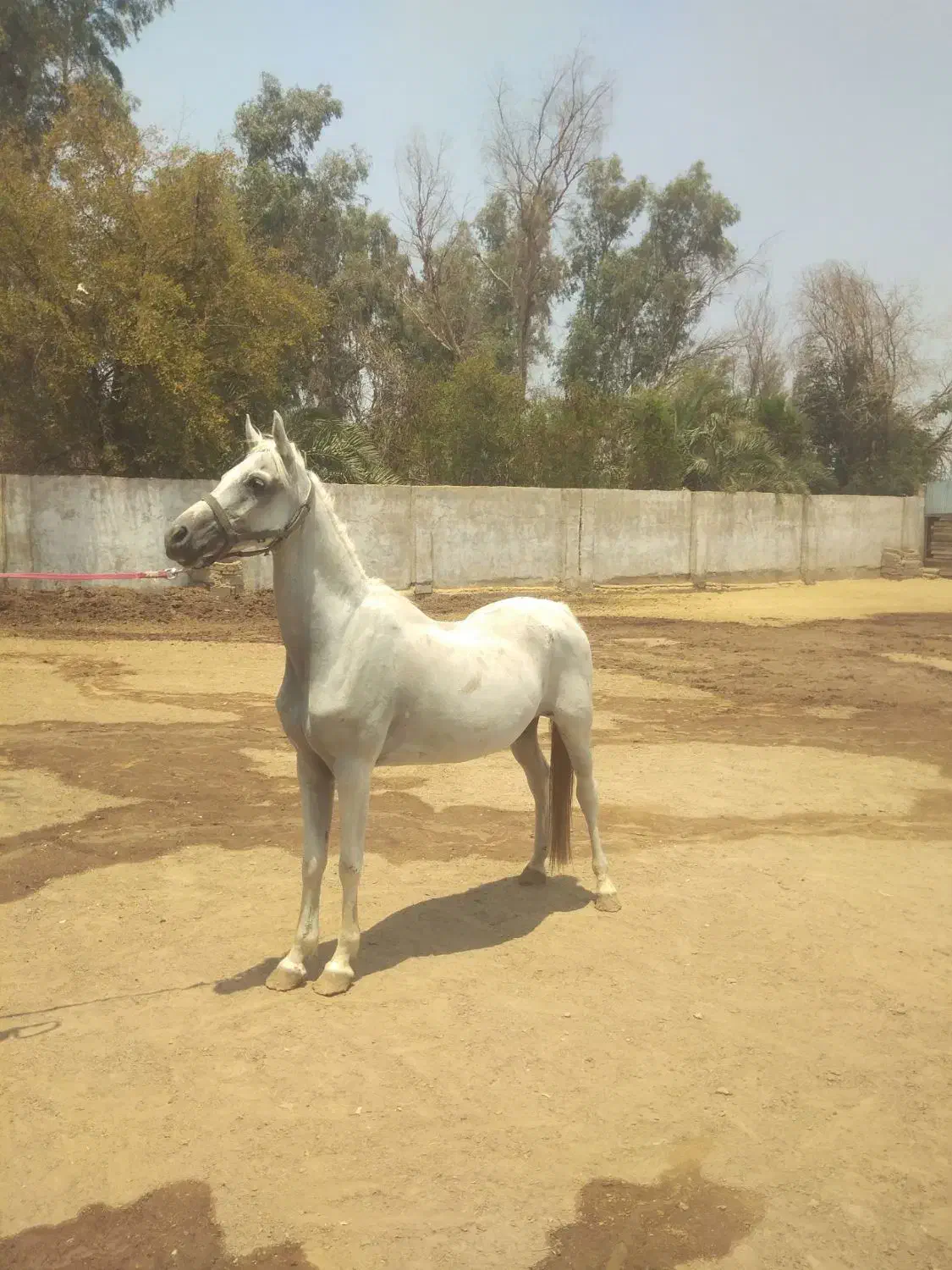 مادیون گیشنیز|اسب و تجهیزات اسب‌سواری|مسجد سلیمان, |دیوار