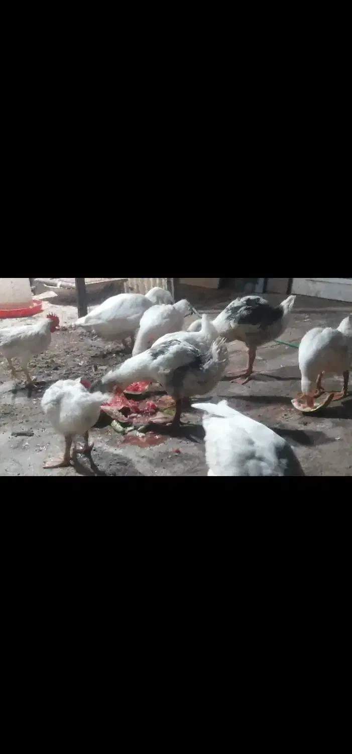 غاز|حیوانات مزرعه|اصفهان, سروستان|دیوار