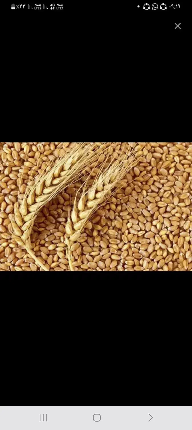 بذر گندم ارس بار فرانسه میان رس|گل و گیاه طبیعی|پارس‌آباد, |دیوار