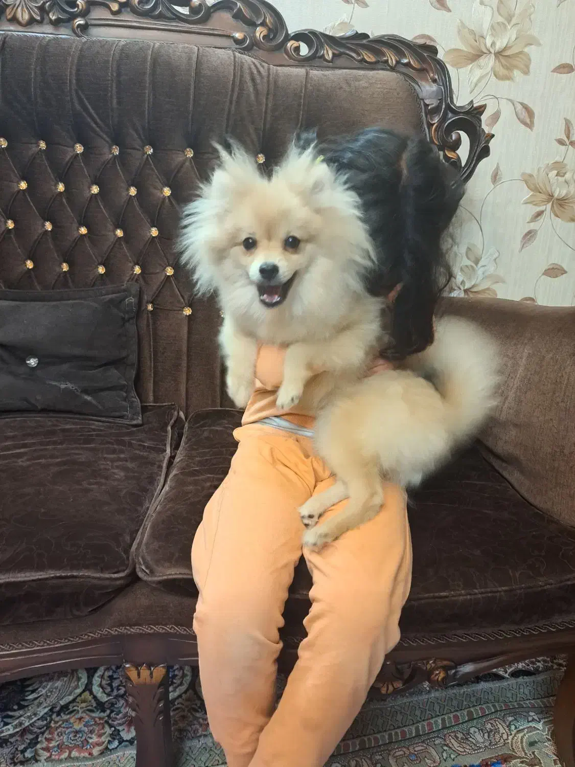 سگ پامرین عروسکی خرسی|سگ|ری, شهید غیوری (ابن باویه)|دیوار