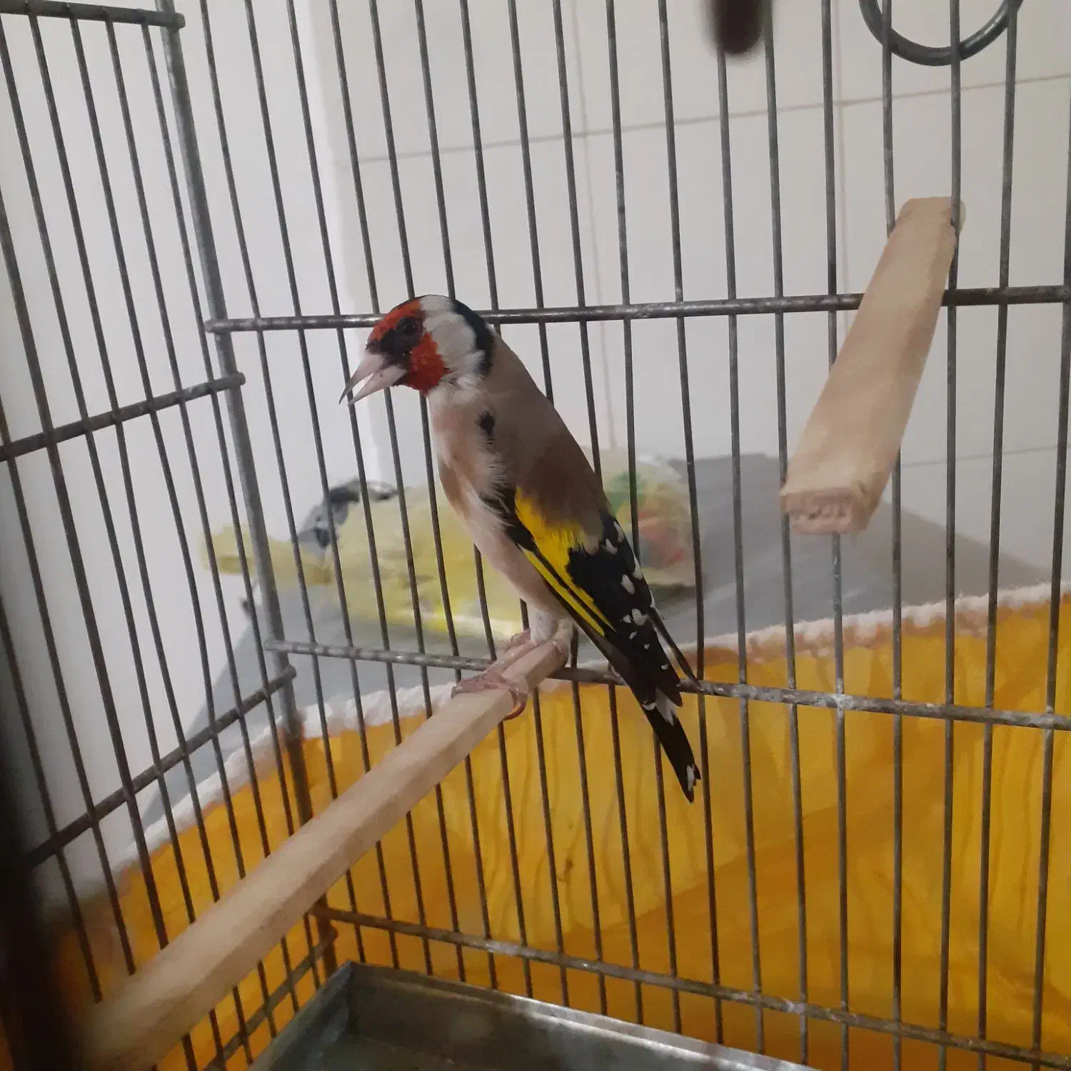 سیره|پرنده|خرم‌آباد, |دیوار