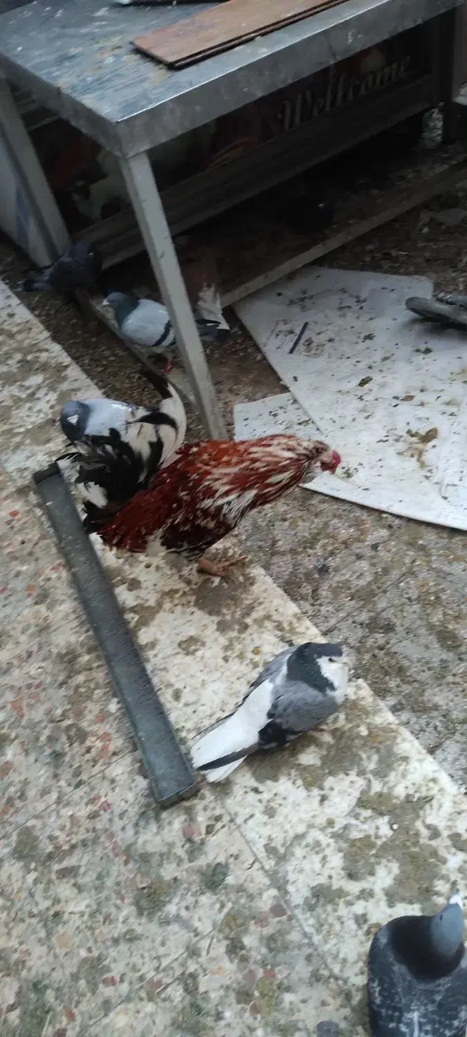 خروس گلین چهل تاج|حیوانات مزرعه|شاهین‌شهر, فردوسی|دیوار