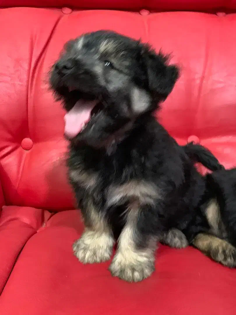 سگ پا کوتاه نژاددار|سگ|گرگان, |دیوار