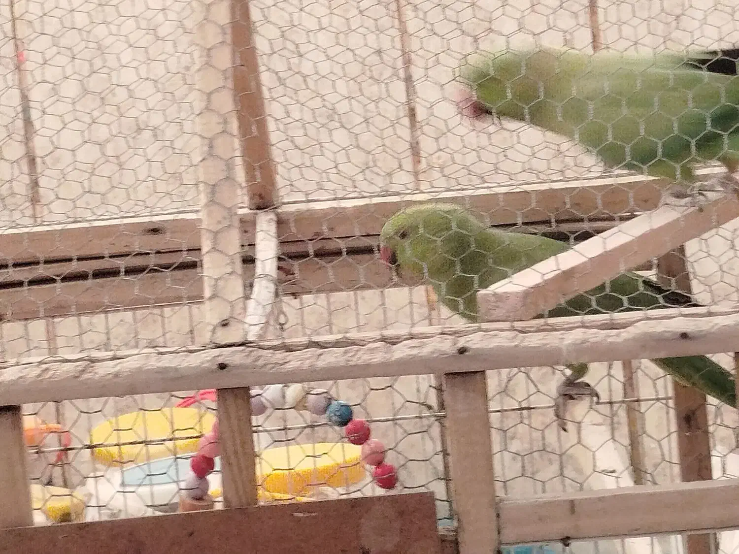 طوطی ملنگو|پرنده|سراوان, |دیوار