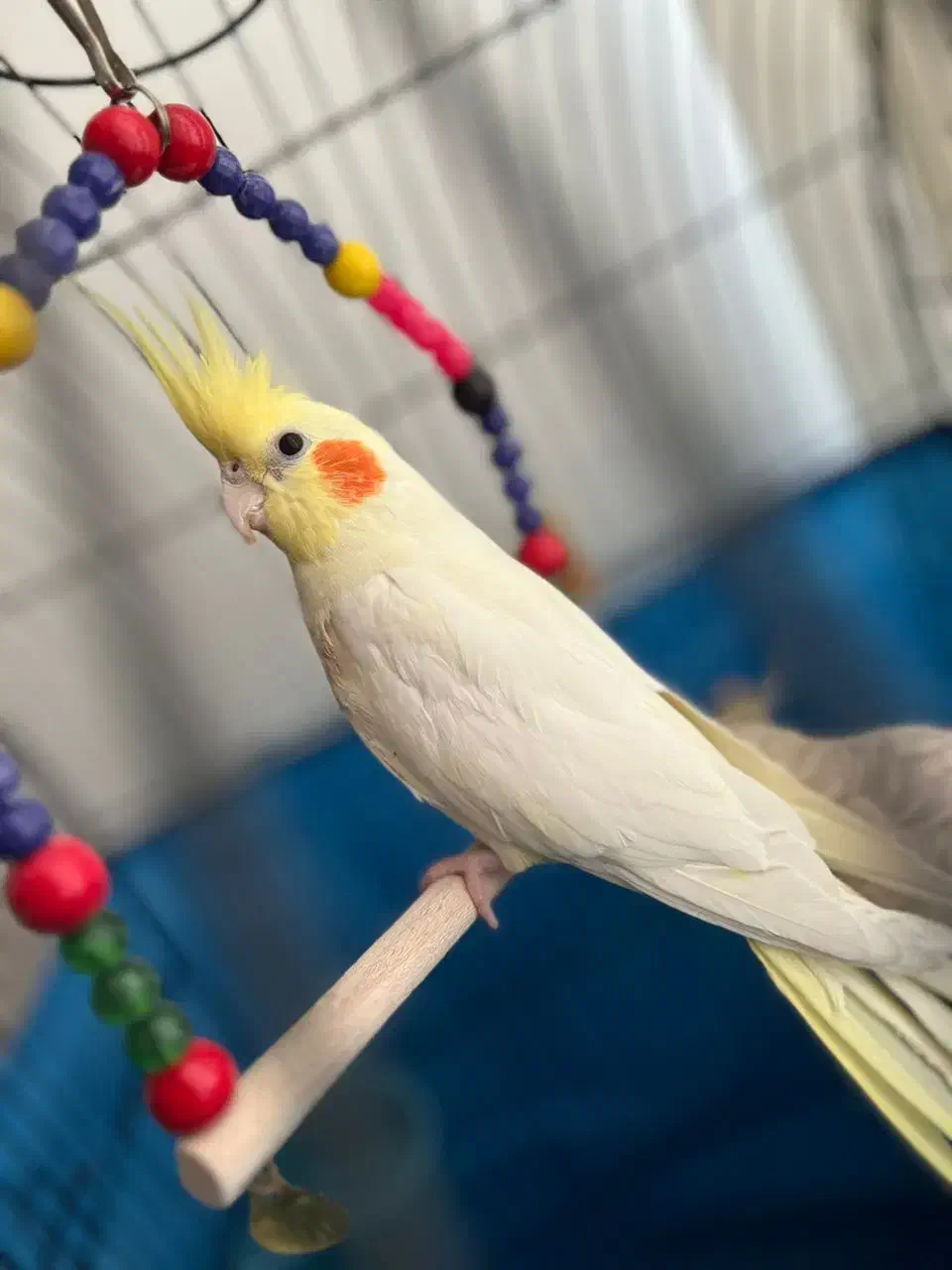 عروس هلندی|پرنده|ری, جوانمرد قصاب|دیوار